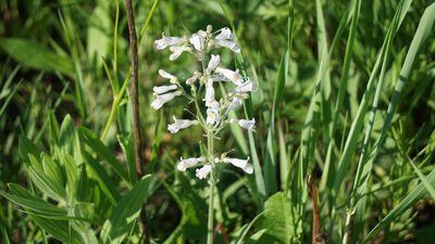 Penstemon pallidus, photographed by Mike B