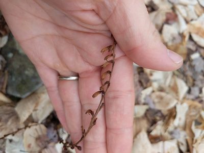 Epifagus virginiana, photographed by Matt Schultz