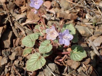 Phacelia longipes, photographed by George Williams