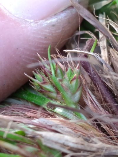 Carex reznicekii, photographed by Scott Ward