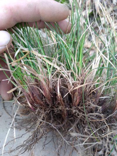 Carex reznicekii, photographed by Scott Ward