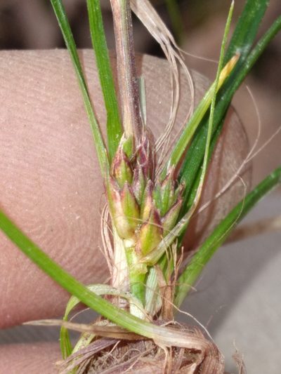 Carex reznicekii, photographed by Scott Ward