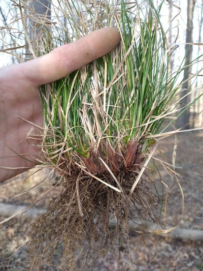 Carex reznicekii, photographed by Scott Ward