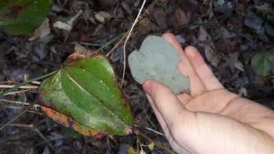 Smilax glauca, photographed by Lindsey G.
