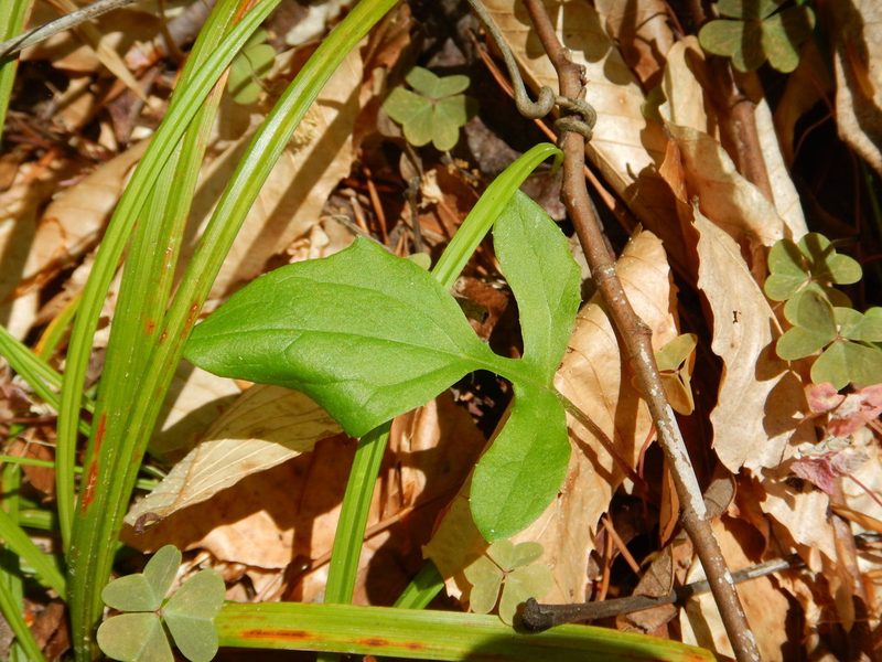 Nabalus autumnalis, photographed by Ryan Watson