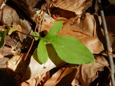 Nabalus autumnalis, photographed by Ryan Watson