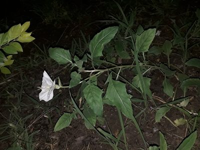 Oenothera centaureifolia, photographed by Eduardo Luis Beltrocco
