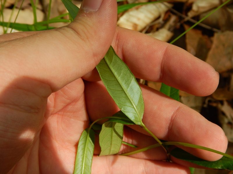 Thyrsanthella difformis, photographed by Ryan Watson