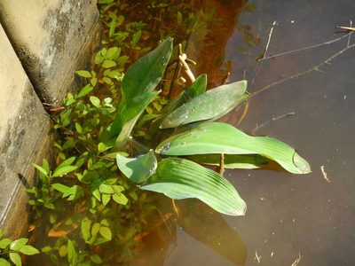 Orontium aquaticum, photographed by Ryan Watson