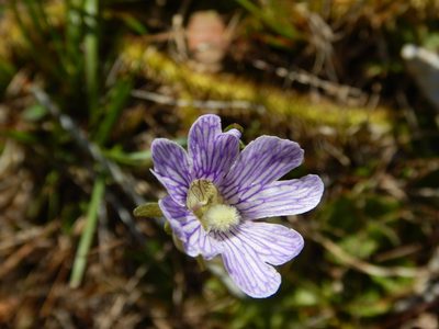 Pinguicula caerulea, photographed by Ryan Watson