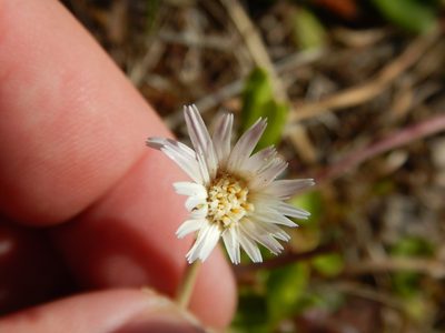 Chaptalia tomentosa, photographed by Ryan Watson
