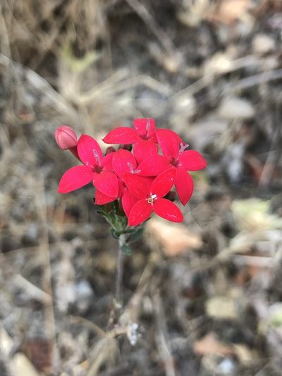 Bouvardia viminalis, photographed by Skjold Søndergaard