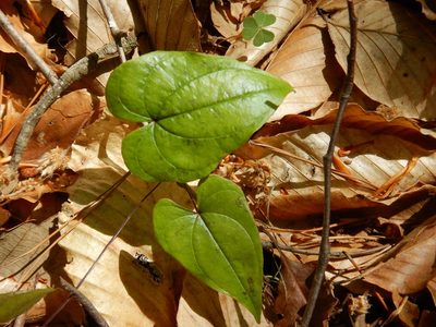 Dioscorea polystachya, photographed by Ryan Watson