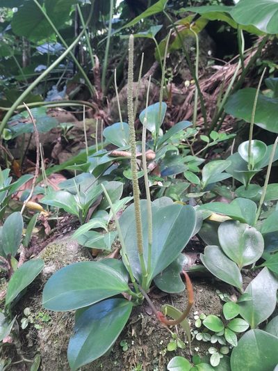 Peperomia magnoliifolia, photographed by Dan Schofield