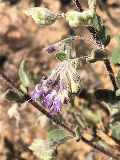 Condea tomentosa, photographed by Skjold Søndergaard