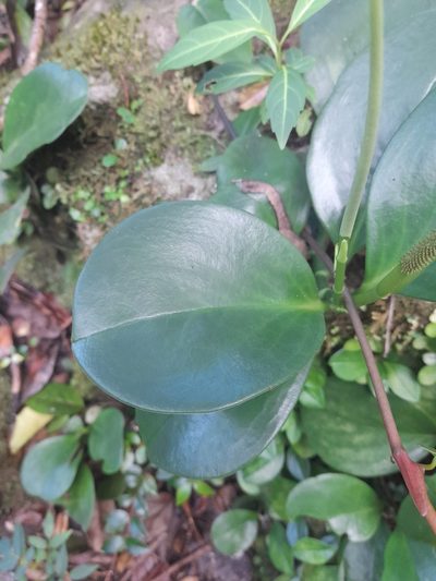 Peperomia magnoliifolia, photographed by Dan Schofield