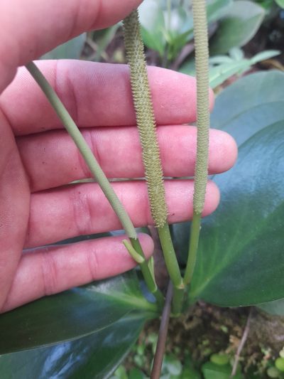 Peperomia magnoliifolia, photographed by Dan Schofield