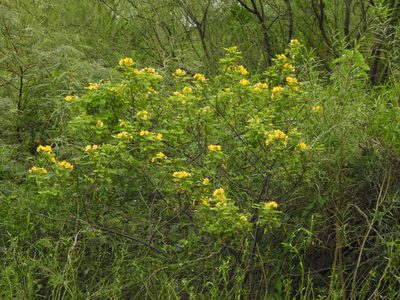 Senna pendula, photographed by Eduardo Luis Beltrocco