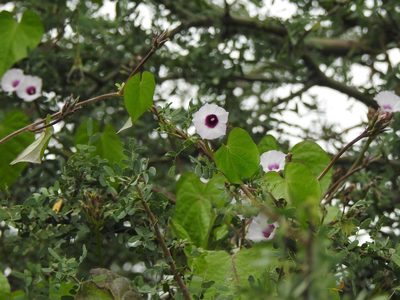 Ipomoea grandifolia, photographed by Eduardo Luis Beltrocco