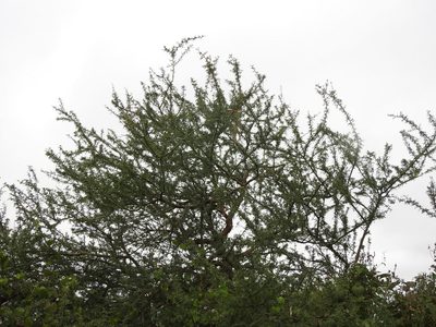 Geoffroea decorticans, photographed by Eduardo Luis Beltrocco