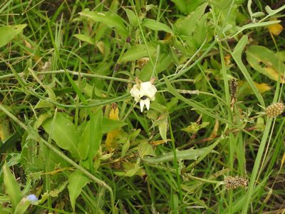 Araujia angustifolia