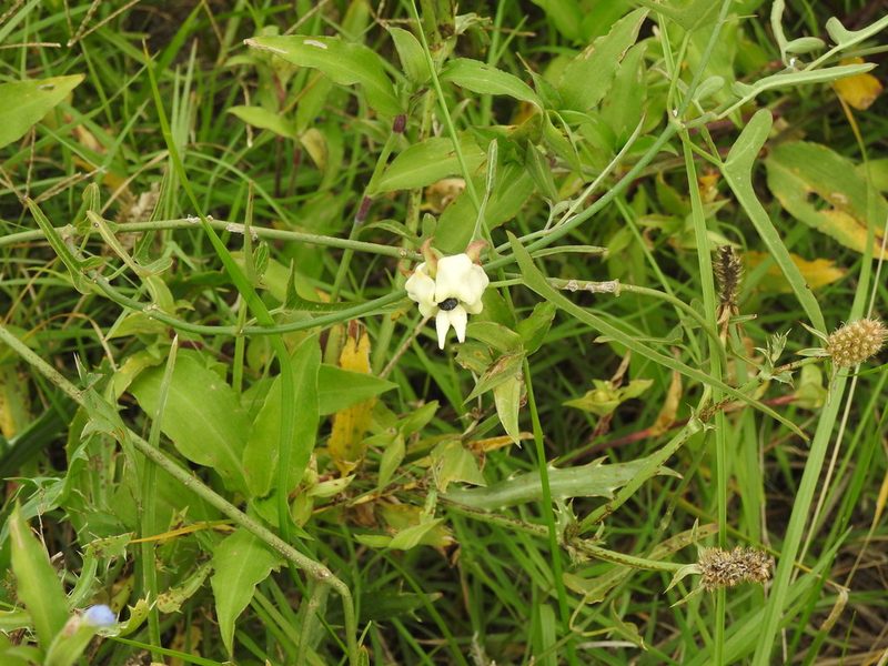 Araujia angustifolia, photographed by Eduardo Luis Beltrocco