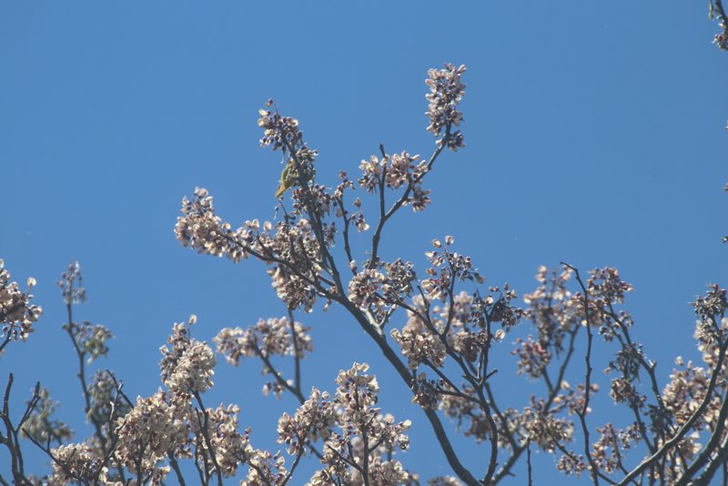 Piscidia piscipula, photographed by Juan Cruzado Cortés