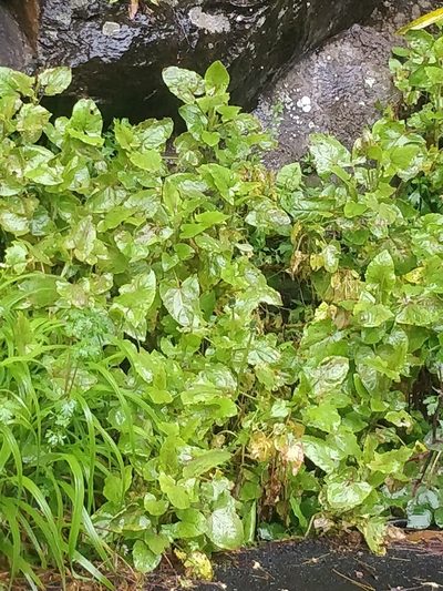 Rumex maderensis, photographed by Vítor Jorge