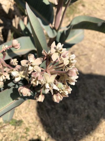 Asclepias glaucescens, photographed by Skjold Søndergaard