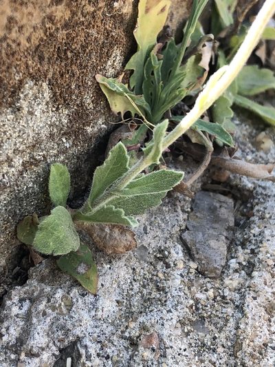 Erigeron longipes, photographed by Skjold Søndergaard