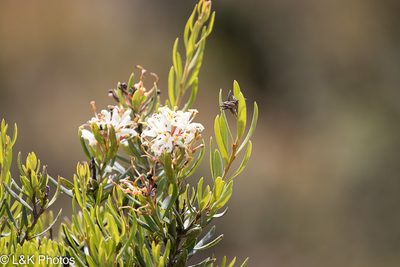 Lomatia polymorpha, photographed by lallen