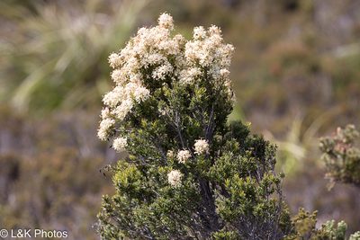 Lomatia polymorpha, photographed by lallen