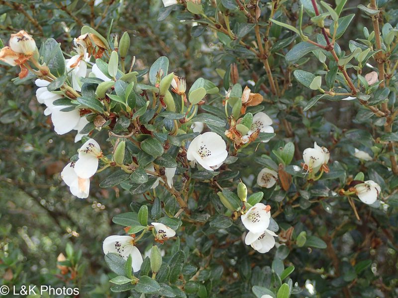 Eucryphia milliganii, photographed by lallen