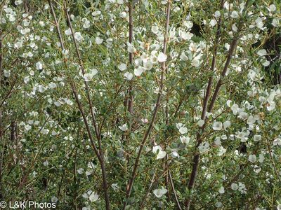 Eucryphia milliganii, photographed by lallen
