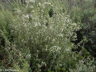 Eucryphia milliganii, photographed by lallen