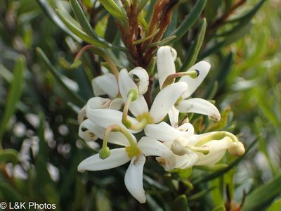 Lomatia polymorpha, photographed by lallen