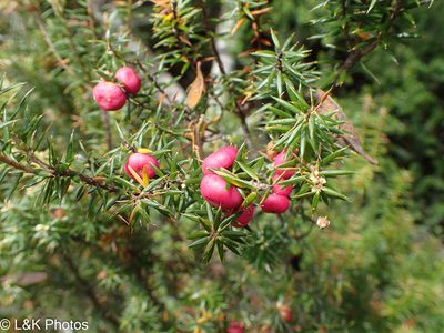 Leptecophylla parvifolia, photographed by lallen