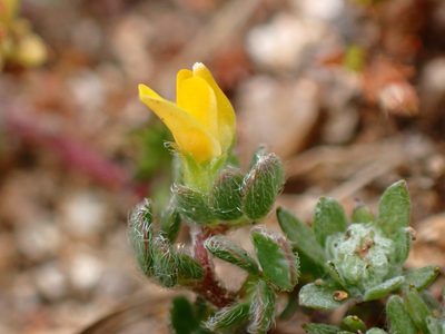 Acmispon wrangelianus, photographed by Cricket Raspet