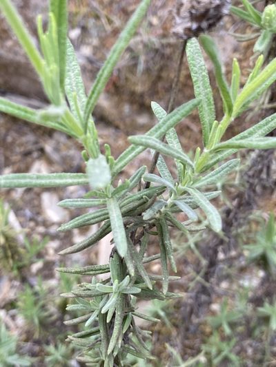 Lavandula viridis, photographed by Thomas Dreux