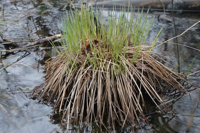 Carex stricta, photographed by Violet T.