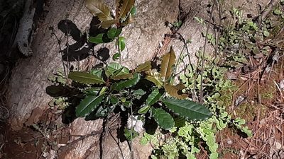 Photinia serratifolia, photographed by Lindsey G.