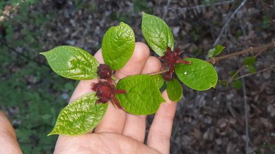 Calycanthus floridus, photographed by Lindsey G.