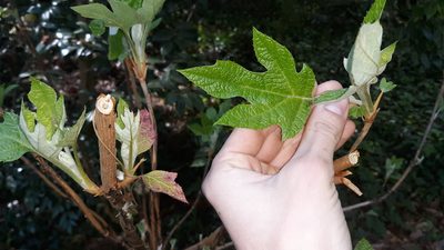 Hydrangea quercifolia, photographed by Lindsey G.