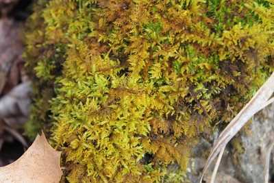 Thuidium delicatulum, photographed by Violet T.