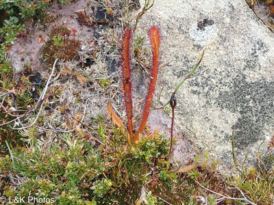 Drosera murfetii, photographed by lallen