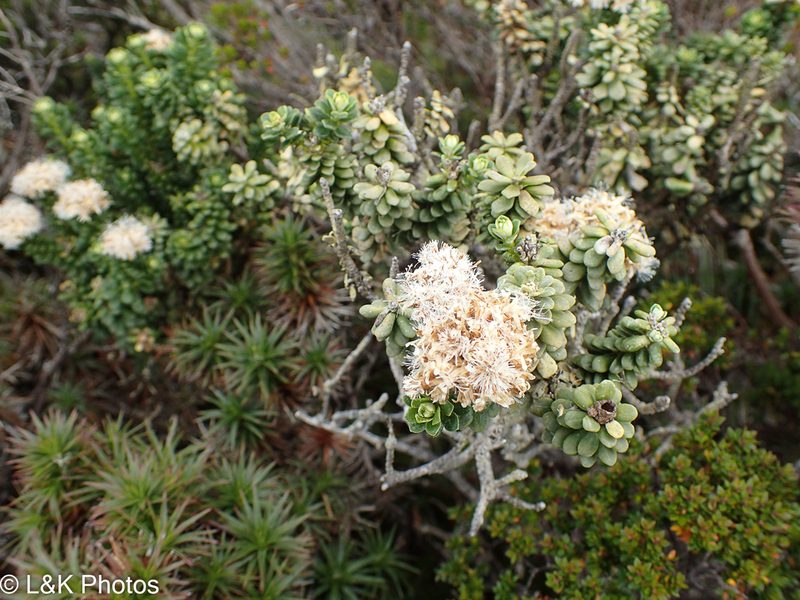 Ozothamnus rodwayi, photographed by lallen