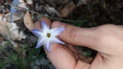 Ipheion uniflorum, photographed by Lindsey G.