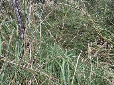 Agrostis stolonifera