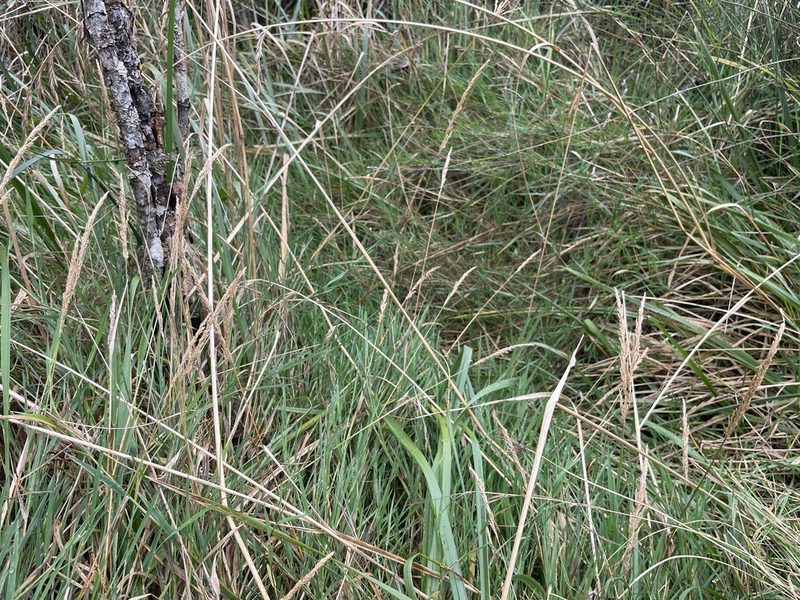 Agrostis stolonifera, photographed by Penelope Noel Gillette