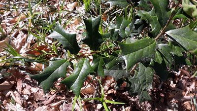 Ilex cornuta, photographed by Lindsey G.